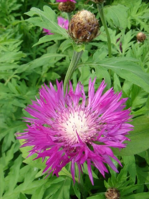 Centaurea dealbata